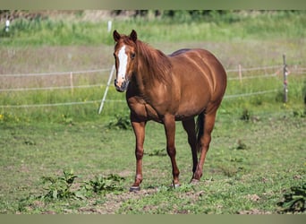 American Quarter Horse, Merrie, 13 Jaar, 150 cm, Vos