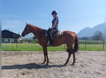 American Quarter Horse, Merrie, 13 Jaar, 150 cm, Vos