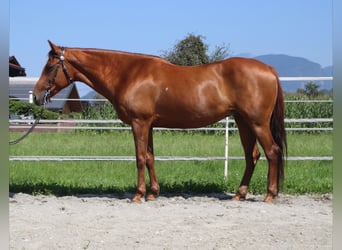 American Quarter Horse, Merrie, 13 Jaar, 150 cm, Vos