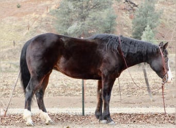 American Quarter Horse, Merrie, 13 Jaar, 150 cm, Zwart