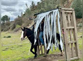 American Quarter Horse, Merrie, 13 Jaar, 150 cm, Zwart