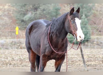 American Quarter Horse, Merrie, 13 Jaar, 150 cm, Zwart