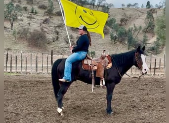 American Quarter Horse, Merrie, 13 Jaar, 150 cm, Zwart