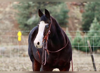 American Quarter Horse, Merrie, 13 Jaar, 150 cm, Zwart