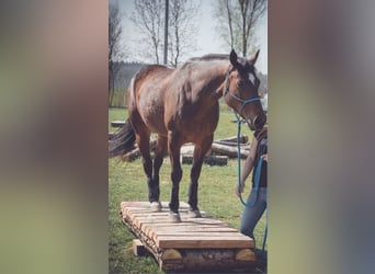 American Quarter Horse, Merrie, 13 Jaar, 152 cm, Brauner