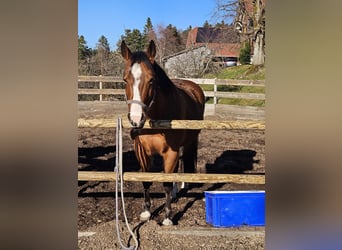 American Quarter Horse, Merrie, 13 Jaar, 152 cm, Bruin
