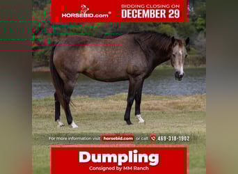 American Quarter Horse, Merrie, 13 Jaar, 152 cm, Buckskin