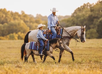 American Quarter Horse, Merrie, 13 Jaar, 152 cm, Buckskin