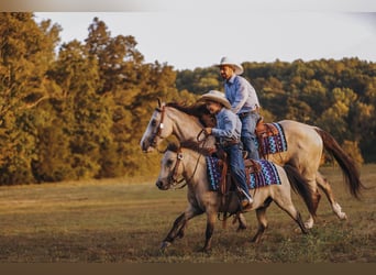 American Quarter Horse, Merrie, 13 Jaar, 152 cm, Buckskin