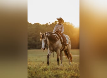 American Quarter Horse, Merrie, 13 Jaar, 152 cm, Buckskin