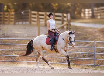 American Quarter Horse, Merrie, 13 Jaar, 152 cm, Buckskin