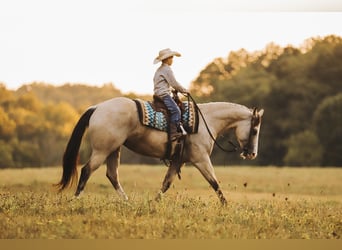 American Quarter Horse, Merrie, 13 Jaar, 152 cm, Buckskin