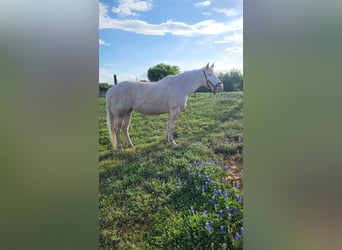 American Quarter Horse, Merrie, 13 Jaar, 152 cm, Cremello
