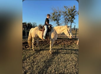 American Quarter Horse, Merrie, 13 Jaar, 152 cm, Cremello