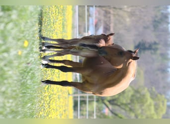 American Quarter Horse, Merrie, 13 Jaar, 152 cm, Dunalino
