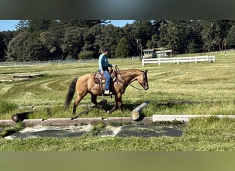 American Quarter Horse, Merrie, 13 Jaar, 152 cm, Falbe