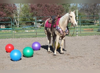 American Quarter Horse, Merrie, 13 Jaar, 152 cm, Palomino