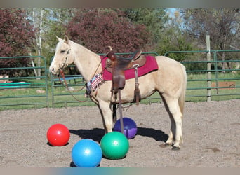 American Quarter Horse, Merrie, 13 Jaar, 152 cm, Palomino