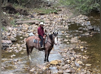 American Quarter Horse Mix, Merrie, 13 Jaar, 152 cm, Roan-Red