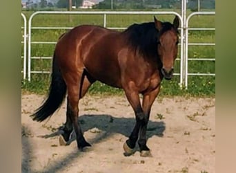 American Quarter Horse, Merrie, 13 Jaar, 152 cm, Roodbruin