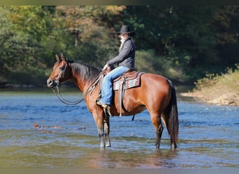 American Quarter Horse, Merrie, 13 Jaar, 152 cm, Roodbruin