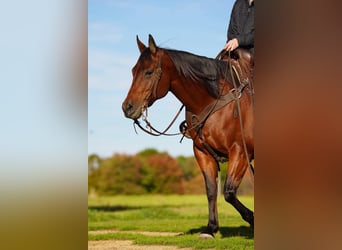 American Quarter Horse, Merrie, 13 Jaar, 152 cm, Roodbruin
