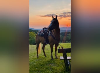American Quarter Horse, Merrie, 13 Jaar, 153 cm, Palomino