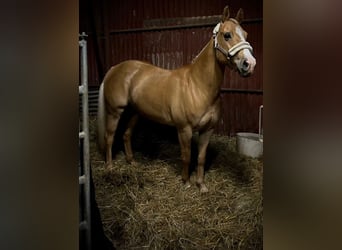 American Quarter Horse, Merrie, 13 Jaar, 153 cm, Palomino