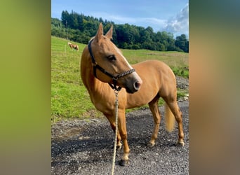 American Quarter Horse, Merrie, 13 Jaar, 153 cm, Palomino