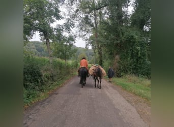 American Quarter Horse, Merrie, 13 Jaar, 153 cm, Zwart