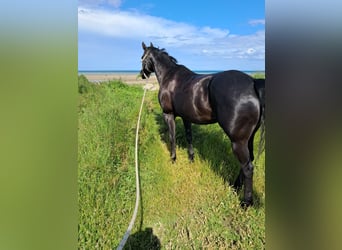 American Quarter Horse, Merrie, 13 Jaar, 153 cm, Zwart