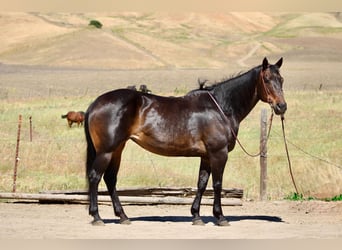 American Quarter Horse, Merrie, 13 Jaar, 155 cm, Bruin