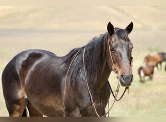 American Quarter Horse, Merrie, 13 Jaar, 155 cm, Bruin