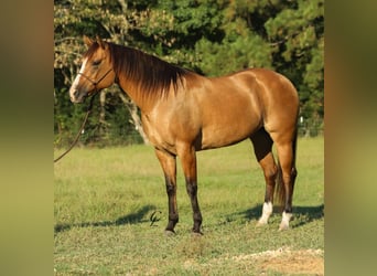 American Quarter Horse, Merrie, 13 Jaar, 155 cm, Falbe