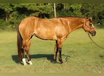 American Quarter Horse, Merrie, 13 Jaar, 155 cm, Falbe