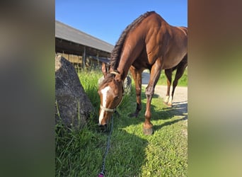 American Quarter Horse, Merrie, 13 Jaar, 155 cm, Vos