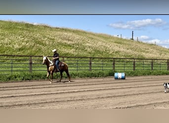 American Quarter Horse, Merrie, 13 Jaar, 157 cm, Palomino