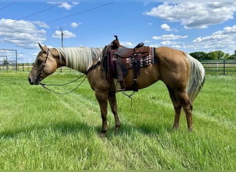 American Quarter Horse, Merrie, 13 Jaar, 157 cm, Palomino