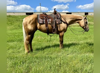 American Quarter Horse, Merrie, 13 Jaar, 157 cm, Palomino