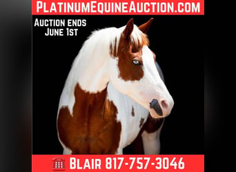 American Quarter Horse, Merrie, 13 Jaar, 157 cm, Tobiano-alle-kleuren