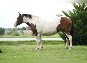 American Quarter Horse Mix, Merrie, 13 Jaar, 160 cm, Gevlekt-paard