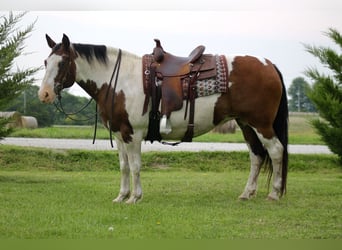 American Quarter Horse Mix, Merrie, 13 Jaar, 160 cm, Gevlekt-paard