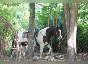 American Quarter Horse Mix, Merrie, 13 Jaar, 160 cm, Gevlekt-paard