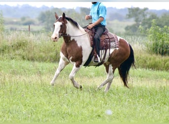 American Quarter Horse Mix, Merrie, 13 Jaar, 160 cm, Gevlekt-paard