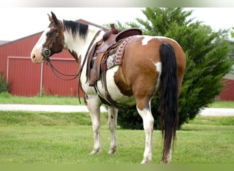 American Quarter Horse Mix, Merrie, 13 Jaar, 160 cm, Gevlekt-paard