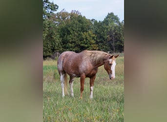 American Quarter Horse, Merrie, 13 Jaar, Sabino