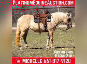 American Quarter Horse, Merrie, 14 Jaar, 122 cm, Bruin