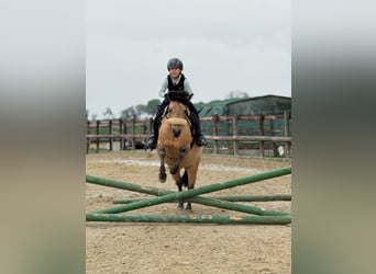 American Quarter Horse Mix, Merrie, 14 Jaar, 135 cm, Falbe