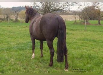 American Quarter Horse, Merrie, 14 Jaar, 145 cm, Donkere-vos