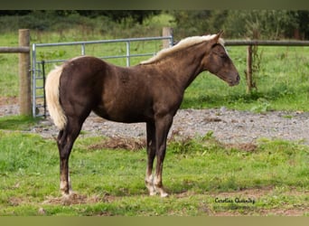 American Quarter Horse, Merrie, 14 Jaar, 145 cm, Donkere-vos